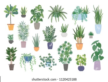 Collection decorative houseplants isolated white background  Bundle trendy plants growing in pots planters  Set beautiful natural home decorations  Flat colorful vector illustration  