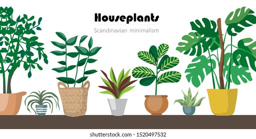 Collection of decorative houseplants isolated on white background. Bundle of trendy plants growing in pots or planters. Set of beautiful natural home decorations. Flat colorful vector illustration.