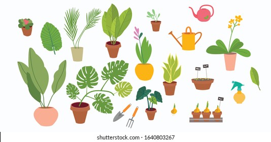 Collection of decorative houseplants  isolated on white background.  gardening tools - watering can, seeds, pruner, trowel,  gloves, seedlings, potted plants. Flat colorful vector illustration.