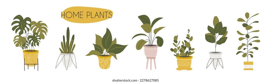 Collection decorative houseplants isolated white background  Bundle trendy plants growing in pots planters  Set beautiful natural home decorations  Flat colorful vector illustration 