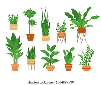 Collection of decorative indoor plants growing in pots. A set of beautiful evergreen home decorations. Cartoon vector illustration houseplants isolated on white background. - Shutterstock ID 1864997539