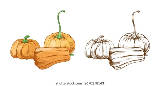 Kollektion von dekorativen Kürbissen mit grünem Stiel, Vintage-Gravur-Skizze-Stil, enthält Farbe und monochrome Version, perfekt für Herbst-, Ernte-, Thanksgiving- und Halloween-Design-Projekte.
