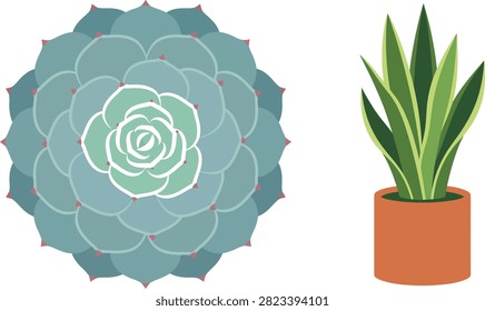 Collection of decorative succulent rosette and tall snake plant in terracotta pot with succulent