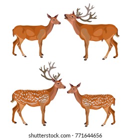 Collection of deer isolated on white background. Vector illustration