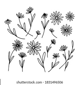 Collection Of Delicate Daisies, Wildflowers, Rustic Herbs, Flower Stems And Leaves In Line Style. Set Of Elegant Hand Drawn Daisy Flower. Botanical Design Elements. Cottage Core. Outline.