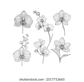 Collection of delicate orchid flowers drawn in a minimalist line art style. Hand drawn wedding flowers and leaves. For invitation save the date card designs. Collection floral. 