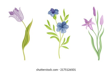 Colección de delicadas flores silvestres. Plantas de floración herbáceas de verano ilustraciones vectoriales