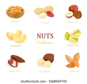 collection of delicious nuts for your design