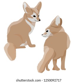 Collection of desert fox fennec. Wildlife of North Africa. Desert Sahara. Realistic Vector Animals