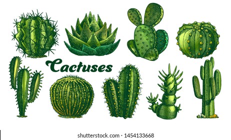 Free Vector, Coloured cactus collection