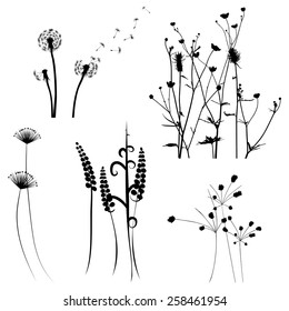 Collection for designers, meadow in summertime, plant vector set