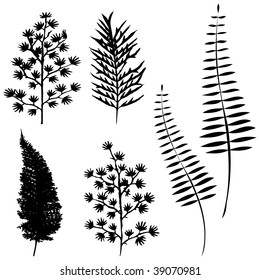 collection for designers, plant vector