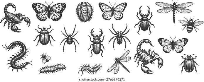 Collection of detailed black and white insect and arachnid illustrations. Vector