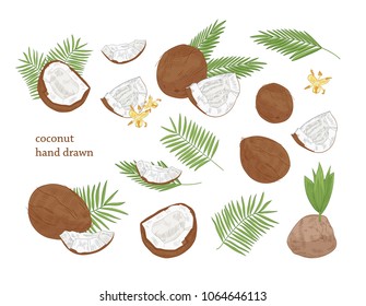 Collection of detailed botanical drawings of whole and split coconut and palm tree leaves isolated on white background. Edible fresh exotic tropical fruit or drupe. Realistic vector illustration.