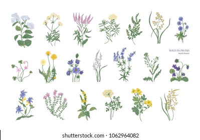 Collection of detailed drawings of different botanical flowers and decorative flowering plants isolated on white background.Bundle of elegant floral decorations.Colorful realistic vector illustration