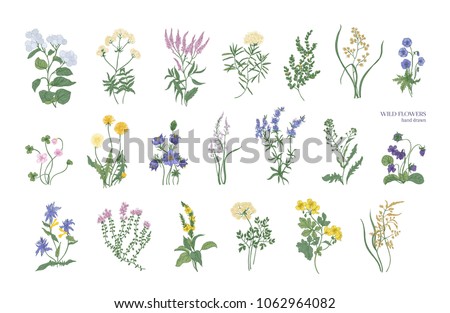 Image, Stock Photo Pasque flower or cow pasque flower