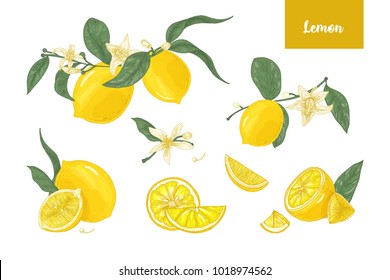 Collection of detailed drawings of whole and cut lemons, branches, flowers and leaves isolated on white background. Bright yellow citrus fruit. Vector illustration hand drawn in elegant vintage style.