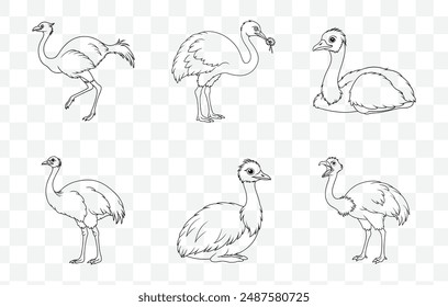 Collection of Detailed Emu Line Art Vector Illustrations for Designers and Artists