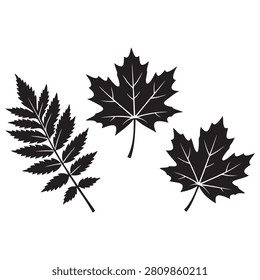 Collection of detailed fall foliage maple and fern leaves with silhouette botanical seasonal isolated illustration decoration