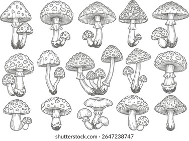 Collection of Detailed Mushroom Illustrations Featuring Intricate Line Work and Varied Mushroom Species in Black and White for Botanical Enthusiasts