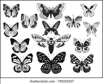 Collection of detailized butterflies in black and white tones.Vector illustration.