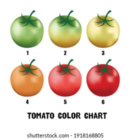 緑のトマト のイラスト素材 画像 ベクター画像 Shutterstock