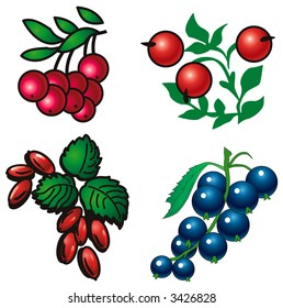 Collection of different berryes (vector)