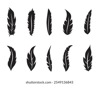 Collection of different bird feather illustration