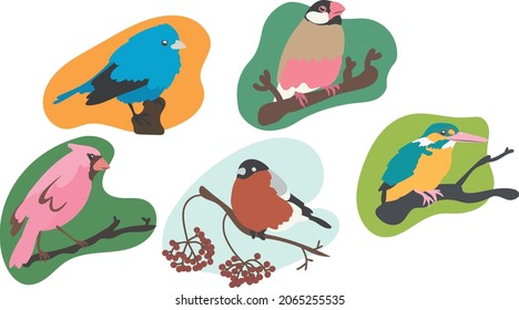 collection of different birds bullfinch nightingale woodpecker blue bird