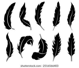 Collection of different black bird feather illustrations