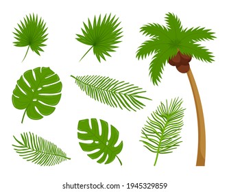 Collection of different botanical, tropical leaves, coconut palm. Design elements on the theme of summer, tropics, vacation. Bright color vector illustrations in flat cartoon style. Isolated on white