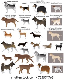 Collection Different Breeds Dogs Stock Vector (Royalty Free) 735574768 ...