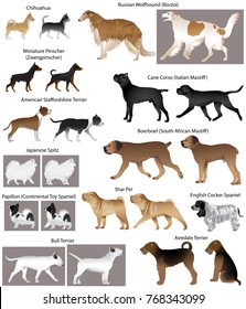 Collection Different Breeds Dogs Stock Vector (Royalty Free) 768343099