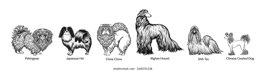 Collection of different breeds of dogs from asia. Clip art, set of elements for design. Vector illustration..