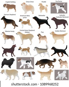 Collection of different breeds of dogs: fox terrier, siberian husky, chow chow, poodle, german shepherd, rottweiler, pug, english bulldog, labrador, golden retriever,  central asian shepherd, akita
