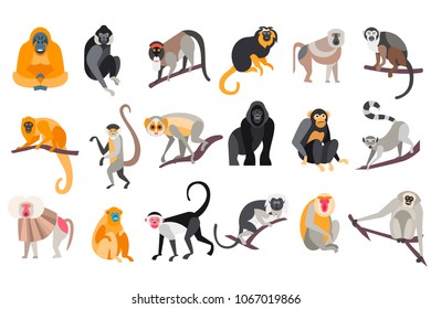 Collection of different breeds of monkeys vector Illustrations on a white background