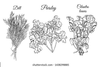 Collection of different bundles of herbs. Hand drawn ink sketch isolated on white background. 