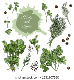 Collection of different bundles of herbs, spices and abstract spot. Hand drawn ink and colored sketch isolated on white background. Vector illustration.