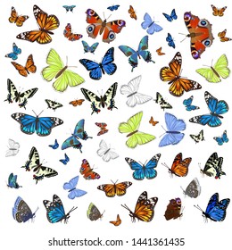 A collection of different butterflies flying and seated. Isolated on white background. Vector graphics.