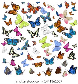 A collection of different butterflies flying and seated. Isolated on white background. Vector graphics.