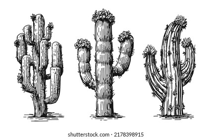 Collection different cacti. Desert plants set isolated on white background. Cactus vintage sketch vector