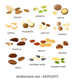 Collection of different cartoon nuts including almond, pistachio, walnut, cashew, macadamia, pine, hazel, brazil, peanut, chestnut, pecan, sunflower, pumpkin seeds isolated on white background.