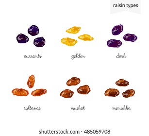 Collection of different cartoon raisin varieties isolated on white background with names.