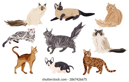 Collection of different cat breeds isolated on white. Set kitty, feline elements. Cartoon doodle hand drawn style.