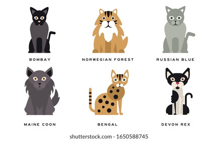 Collection of Different Cats Breeds, Bombay, Norwegian Forest, Russian Blue, Maine Coon, Bengal, Devon Rex, Scottish, Lovely Pets Animals Vector Illustration on White Background