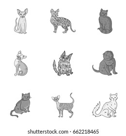 Collection of different cats in one picture. Cat breeds icon in set collection on monochrome style vector illustration.