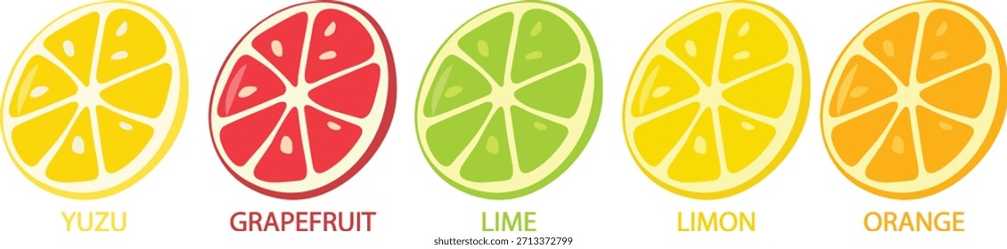 Collection of Different Citrus Fruit Slices Yuzu Grapefruit Lime Limon Orange