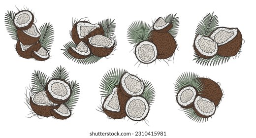 Collection of different coconut compositions with palm leaves. Vector art