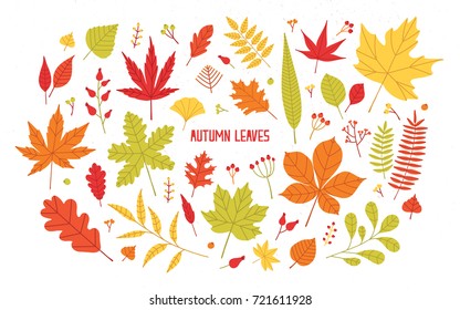 Collection of different colorful autumn tree leaves isolated on white background - oak, maple, rowan, birch. Beautiful seasonal natural decoration. Botanical vector illustration in flat cartoon style.