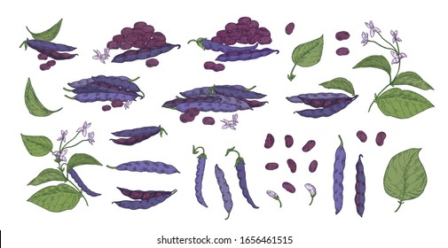 Collection of different colorful black beans pods and grains vector illustration. Various realistic hand drawn bean plant and soy isolated on white. Set of drawings plants with leaves and flowers